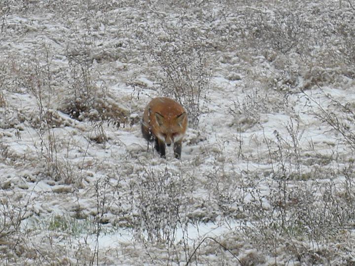 Christmas Fox 2007 001.JPG